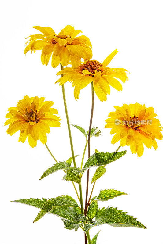 拉丁语Heliopsis helianthoides var.scabra 'Venus'中的夏季太阳